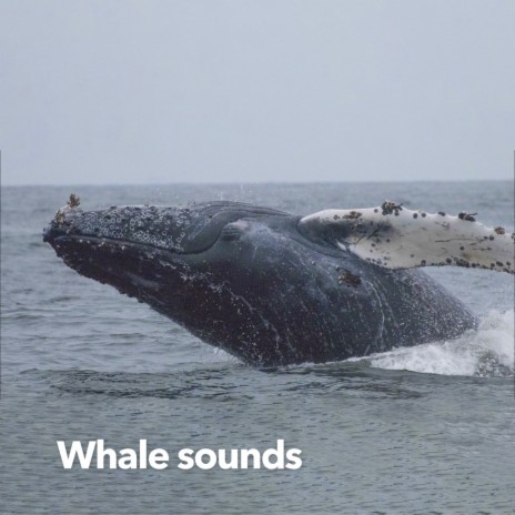 Whale Cry