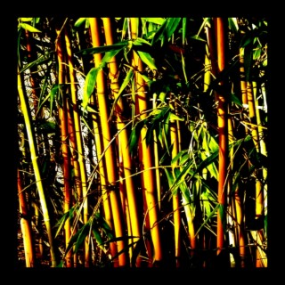 Bamboo Drip