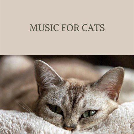 Relaxing Cat | Boomplay Music