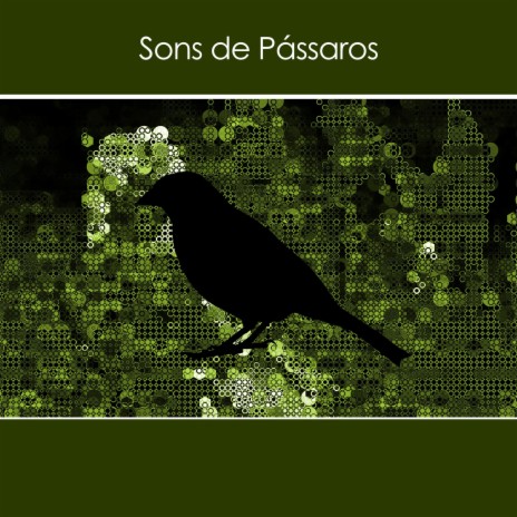 Sons de Pássaros | Boomplay Music