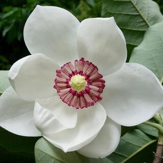 Magnolia