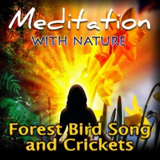Forest Bird Song and Crickets