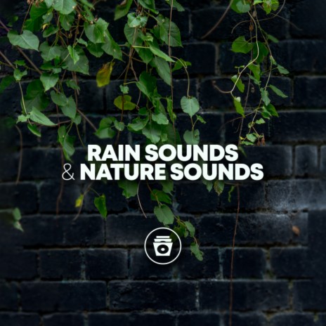 Light Rain Forecast | Boomplay Music