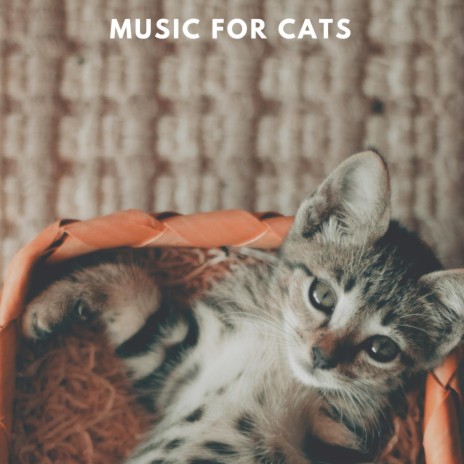 Cat Dreams | Boomplay Music