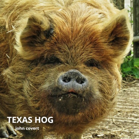 Texas Hog | Boomplay Music