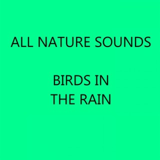 Birds in the Rain