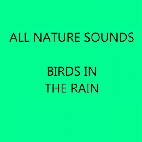 Just A Minute of Rain and Birds