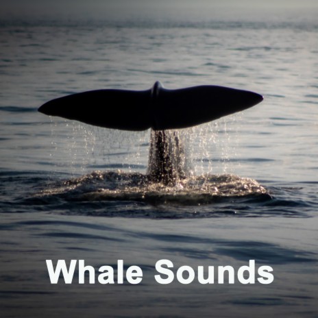 Whales in the Deep | Boomplay Music