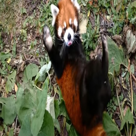 red pandaaaaa :D