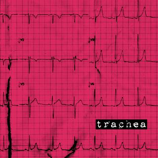 Trachea