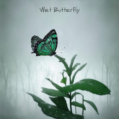 Wet Butterfly | Boomplay Music