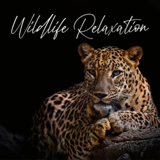 Wildlife Relaxation: Traditional African Music Compilation