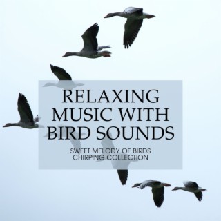 Relaxing Music with Bird Sounds: Sweet Melody of Birds Chirping Collection