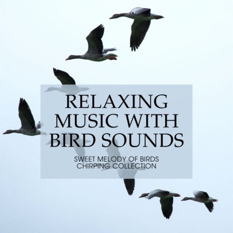 Relaxing Music with Bird Sounds | Boomplay Music