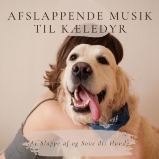 Afslappende Musik til Kæledyr: At Slappe af og Sove dit Hunde