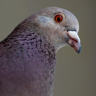 Pigeon Phonk