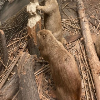 Beaver