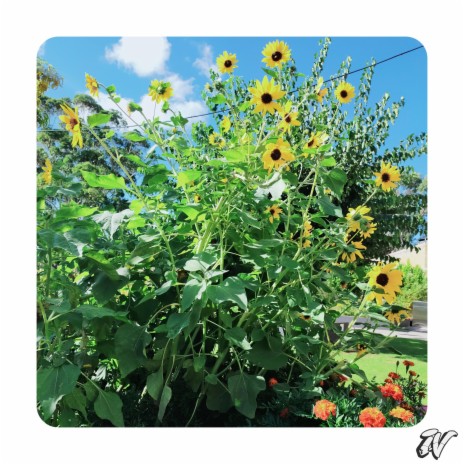 Sunflower Samurai | Boomplay Music