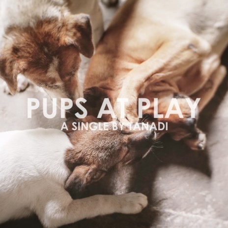 Pups at Play | Boomplay Music