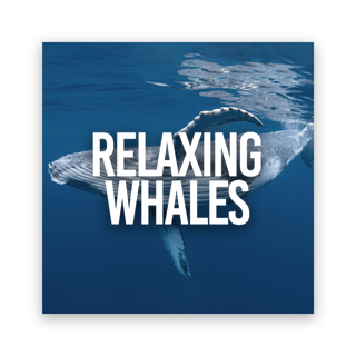 Relaxing Whales