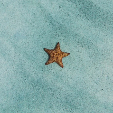 Starfish | Boomplay Music