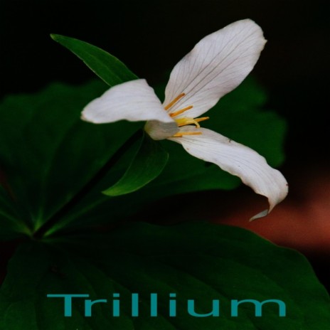 Trillium | Boomplay Music