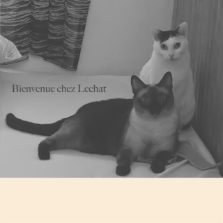 Bienvenue chez Lechat