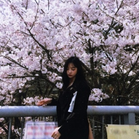 Cherry Blossom