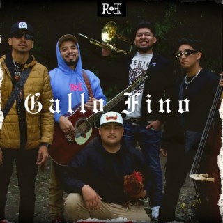 Gallo Fino lyrics | Boomplay Music