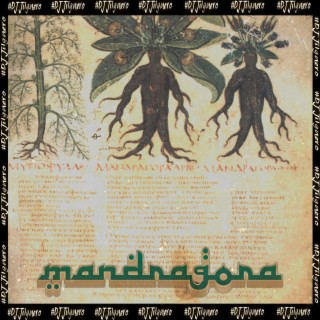 Mandragora BreakBeat