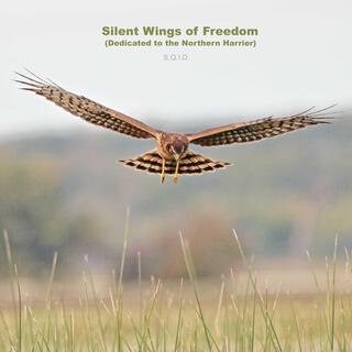 Silent Wings of Freedom (Dedicated to the Northern Harrier)