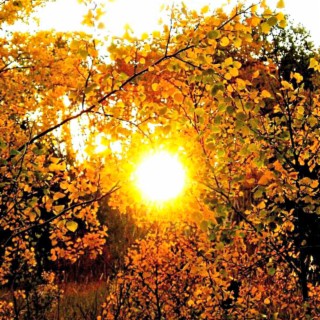 Autumn Sun