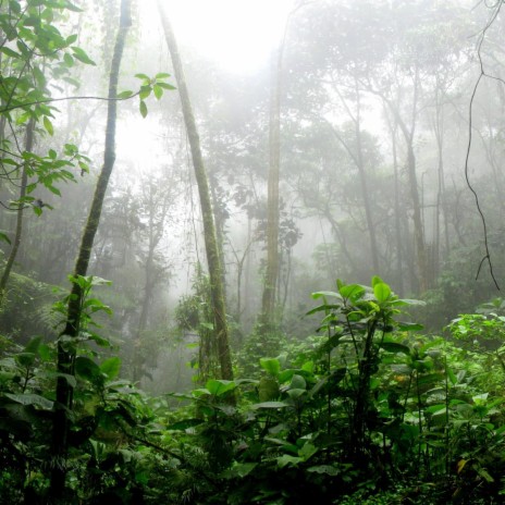 Rain Forest Sounds in Bali ft. Relaxed Minds & Rainforest Sounds | Boomplay Music