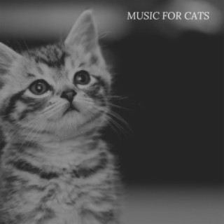 Comfort Music For Cats