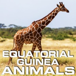 Equatorial Guinea Animals