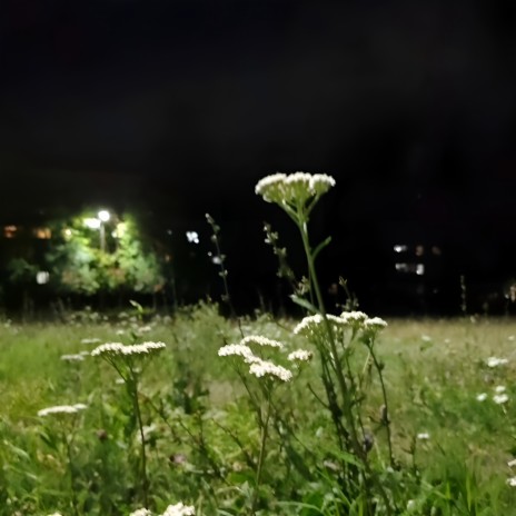 Flowers in the Night