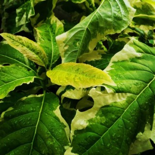 Leaves In The Stream