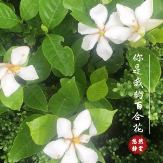 你是我的百合花