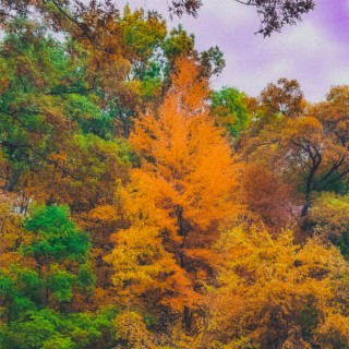 Autumn Leaves lyrics | Boomplay Music