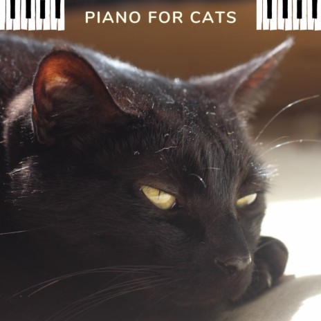 Музыка для кошек | Boomplay Music