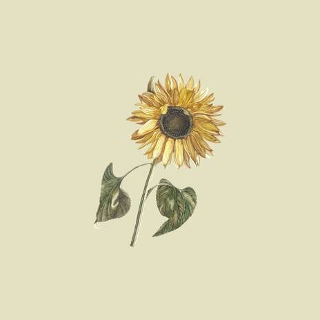 Sunflower | Boomplay Music