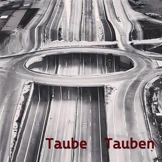 Taube Tauben