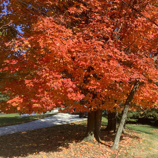 Village Leaf Collection