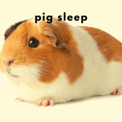 Pig Sleep | Boomplay Music