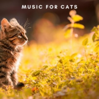 Relaxing Cat Music