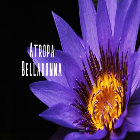 Atropa Belladonna | Boomplay Music