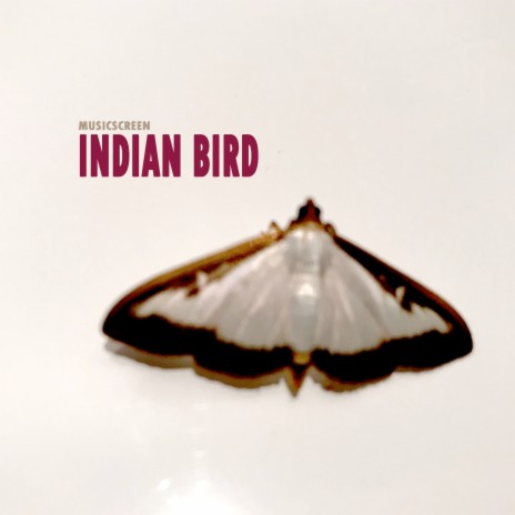 Indian Bird | Boomplay Music