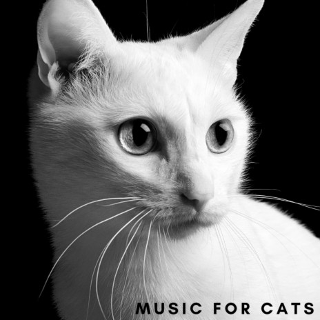 Piano Music For Cats