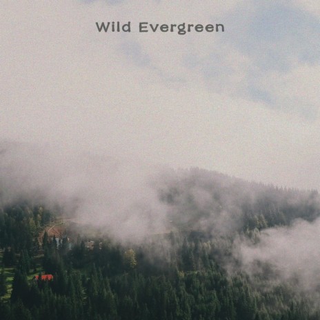 Wild Evergreen