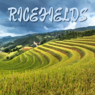 Ricefields